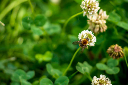 Bumblebee collects pollen from yellow flowers and clover in summer day.の写真素材