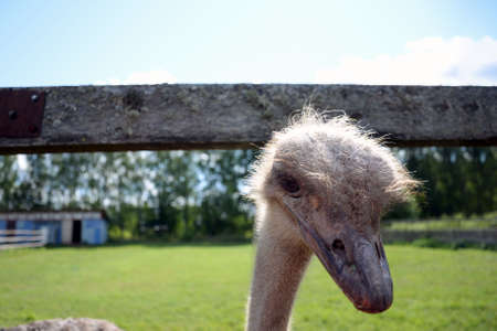 Ostriches eat green leaves from the hand of an attractive woman in a pink blouse.の写真素材