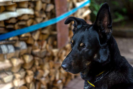 The black dog sits at the door of the house and watches carefully.の写真素材