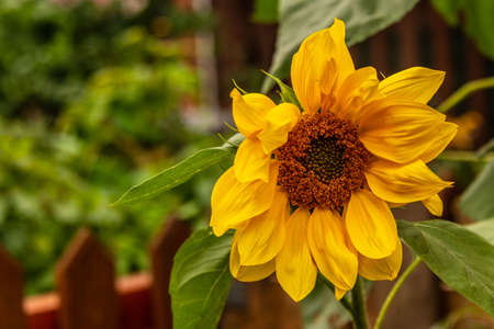 One yellow sunflower with green leaves is large.の写真素材