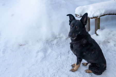 Black dog sits alone in the snowの写真素材