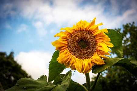 One yellow sunflower with green leaves is large.の写真素材