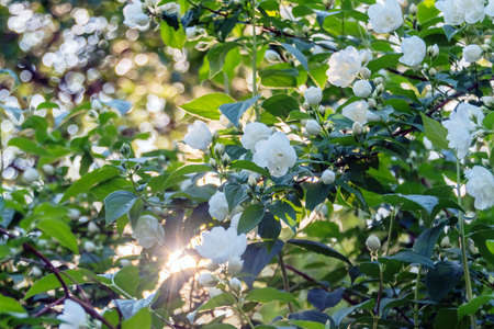 White jasmine flowers in the evening sun. bake.の写真素材