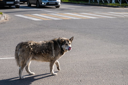 A homeless dog crosses the street at a pedestrian crossing.