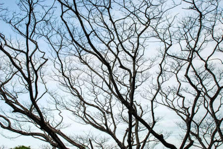 The pattern of dead treeの写真素材