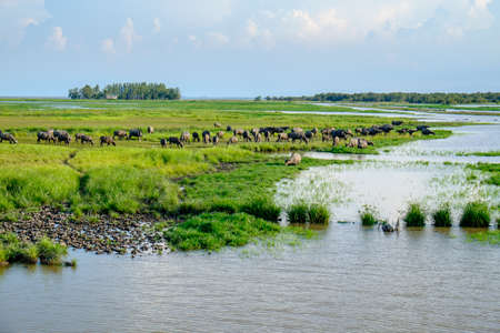 Herd of buffaloes in Thale Noi. Thale Noi means small lake, is protected as a Ramsar wetland since 1998. It is a part of the larger Thale Noi Non-Hunting Area, Songkhla Lake, Phatthalung Province, Thailand.の写真素材