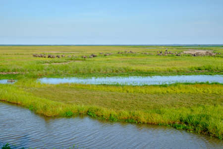 Herd of buffaloes in Thale Noi. Thale Noi means small lake, is protected as a Ramsar wetland since 1998. It is a part of the larger Thale Noi Non-Hunting Area, Songkhla Lake, Phatthalung Province, Thailand.の写真素材