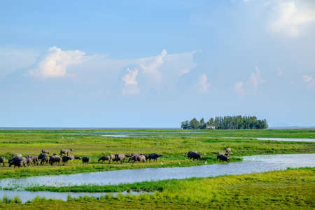 Herd of buffaloes in Thale Noi. Thale Noi means small lake, is protected as a Ramsar wetland since 1998. It is a part of the larger Thale Noi Non-Hunting Area, Songkhla Lake, Phatthalung Province, Thailand.の写真素材