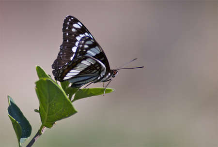 The Admiral Butterfly