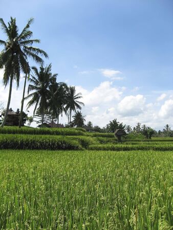 rice growing in rice paddies fringed with coconut palms in ubud baliの写真素材