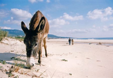 burros on beach near tarifa andalucia spainの写真素材