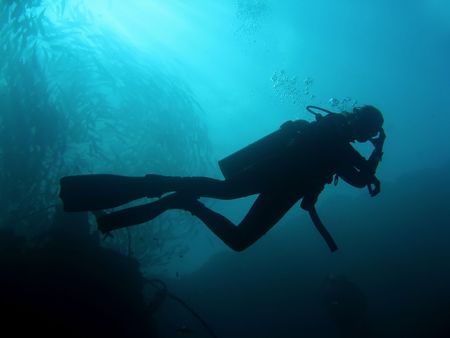scuba diver underneath schooling fish sipadan in sabah malaysian borneoの写真素材