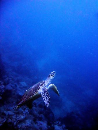 turtle on reef in puerto galera philippines