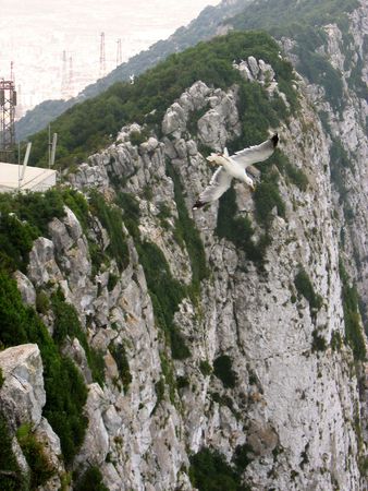 seagul swoops over the sheer edge of rock of gibraltarの写真素材