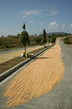 drying grain along provincial roads in the provinces of the philippinesの写真素材