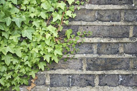 close-up of green ivy climbing up an old brick wall in englandの写真素材