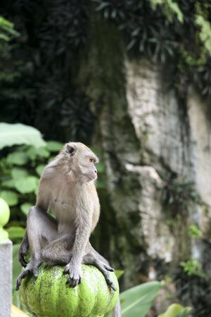 monkey outside the batu caves hindu shrine near kuala lumpur malaysiaの写真素材