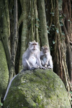 wild balinese Macaques in the monkey forest, ubud, baliの写真素材