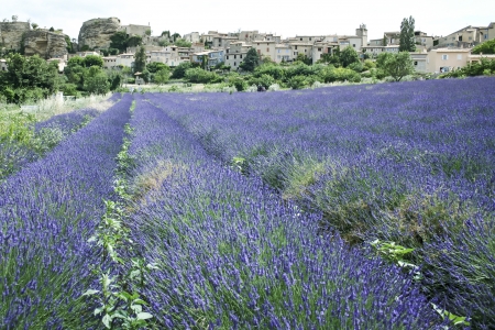 fields of lavender flowers in full bloom beneath a traditional french hillside town in provence franceの写真素材