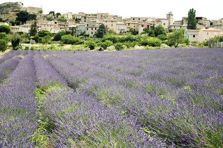 lavender flowers blooming in fields under traditional french hilltown in provence franceの写真素材