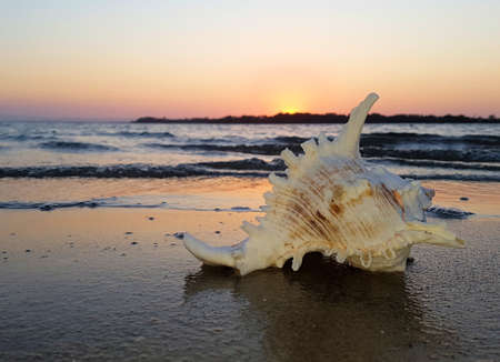 murex shell on the beach sunsetの写真素材