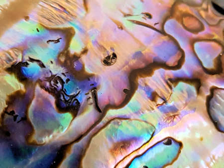 Abalone shell macroの写真素材