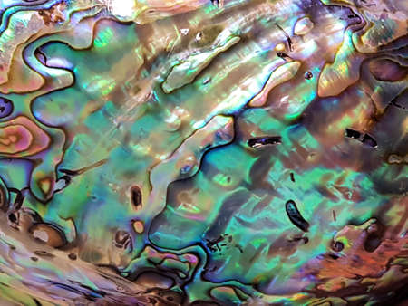 Abalone shell macroの写真素材
