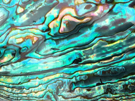 Abalone shell macroの写真素材