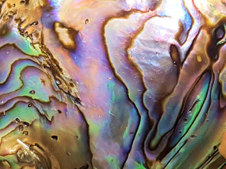 Abalone shell macroの写真素材