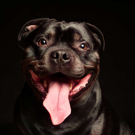 Portrait of a dog, studio shotの写真素材