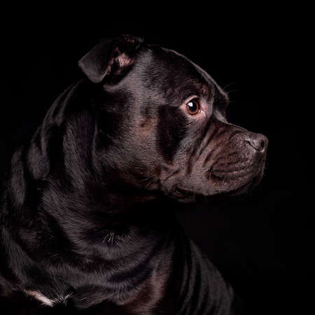 Portrait of a dog, studio shotの写真素材