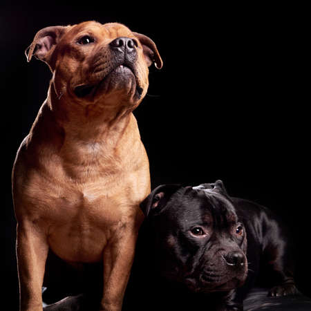 Portrait of a dog, studio shot