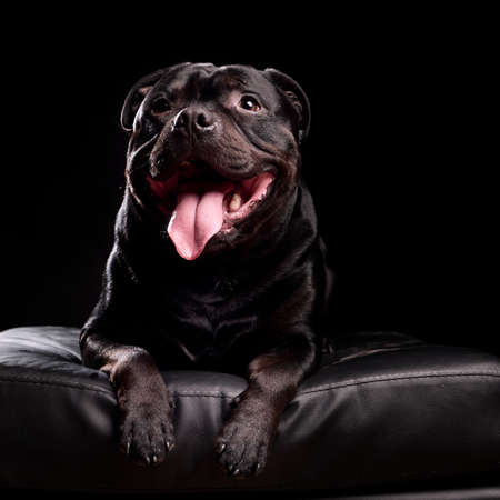 Portrait of a dog, studio shotの写真素材