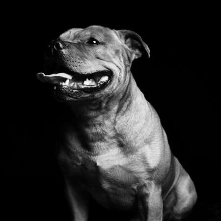 Portrait of a dog, studio shotの写真素材