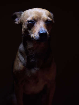 Portrait of beautiful toy terrier on a dark background studio shot.の写真素材