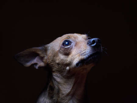 Portrait of beautiful toy terrier on a dark background studio shot.の写真素材