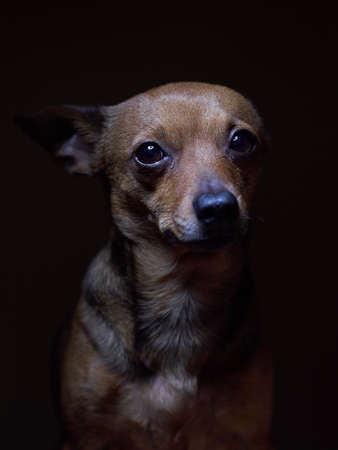 Portrait of beautiful toy terrier on a dark background studio shot.の写真素材