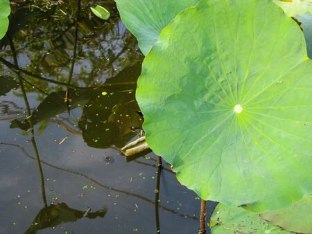 Water lily padsの写真素材