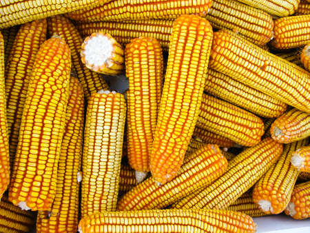 Fake corn