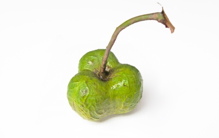 Fresh seed of rubber tree on white background