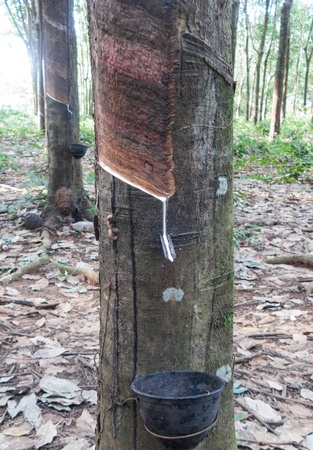 Rubber tree with a bowlの写真素材