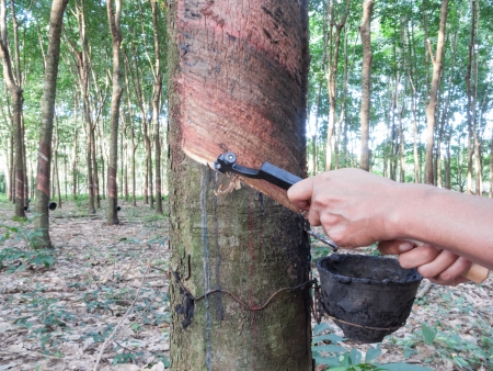 Gardener is tapping on rubber treeの写真素材
