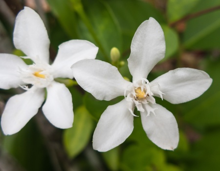 Stephanotis flowerの写真素材