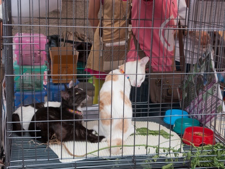 Bangkok, Thailand - August 11 : Stray cats from the Project Rakmaw are waiting for adoption on August 11, 2012 at Jatujak weekend market, Bangkok, Thailand.のeditorial素材