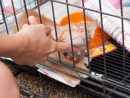 Bangkok, Thailand - August 11 : Stray cats from the Project Rakmaw are waiting for adoption on August 11, 2012 at Jatujak weekend market, Bangkok, Thailand.のeditorial素材