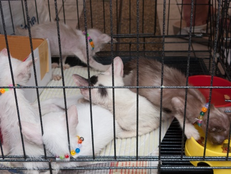 Bangkok, Thailand - August 11 : Stray cats from the Project Rakmaw are waiting for adoption on August 11, 2012 at Jatujak weekend market, Bangkok, Thailand.のeditorial素材