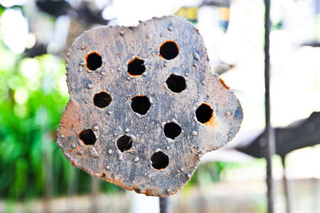 iron lotusの写真素材