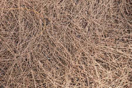 Great background texture of red fir needlesの写真素材
