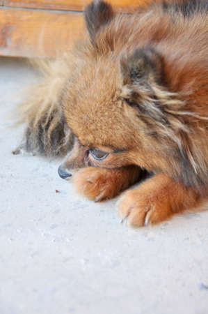puppy pompom resting on floor cementの写真素材
