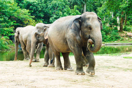 Three adult elephants in a zooの写真素材